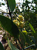 Simmondsia chinensis