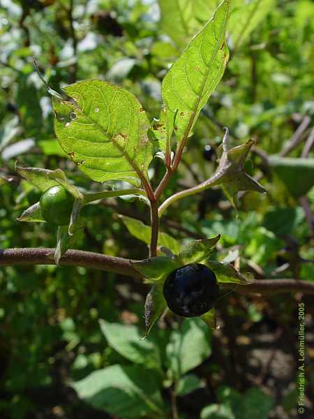 Atropa bella-donna