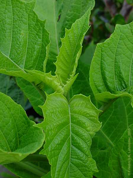 Brugmansia x candida