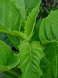 Brugmansia x candida