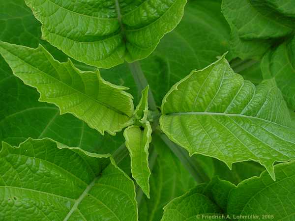 Brugmansia x candida