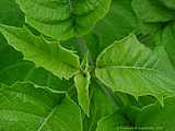 Brugmansia x candida