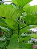 Brugmansia x candida