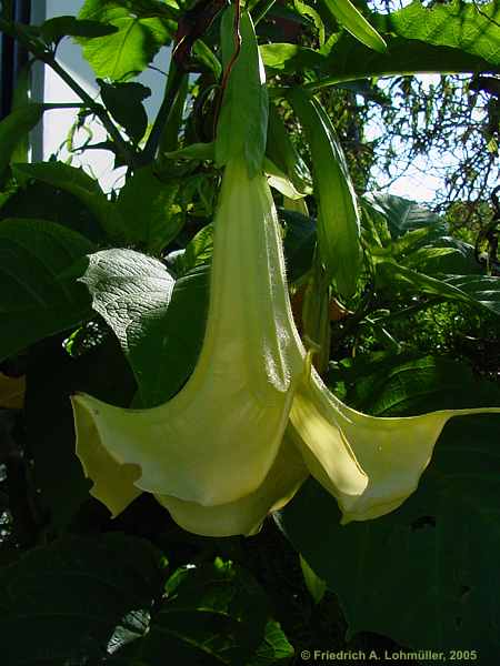 Brugmansia x candida