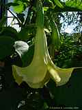 Brugmansia x candida