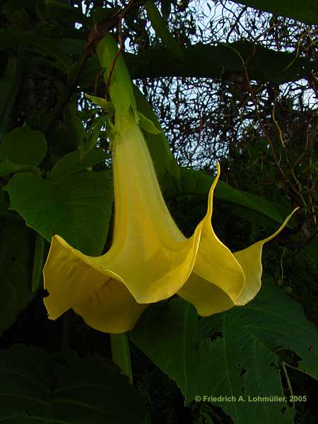 Brugmansia x candida