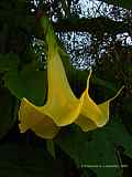 Brugmansia x candida