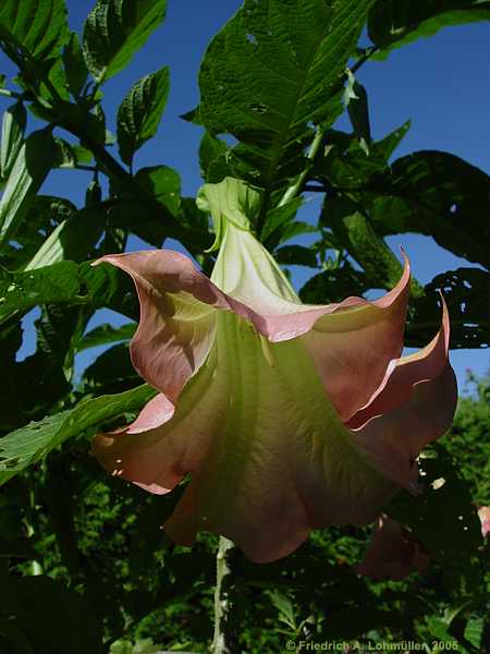 Brugmansia x candida