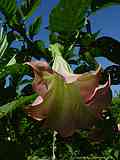 Brugmansia x candida