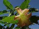 Brugmansia x candida