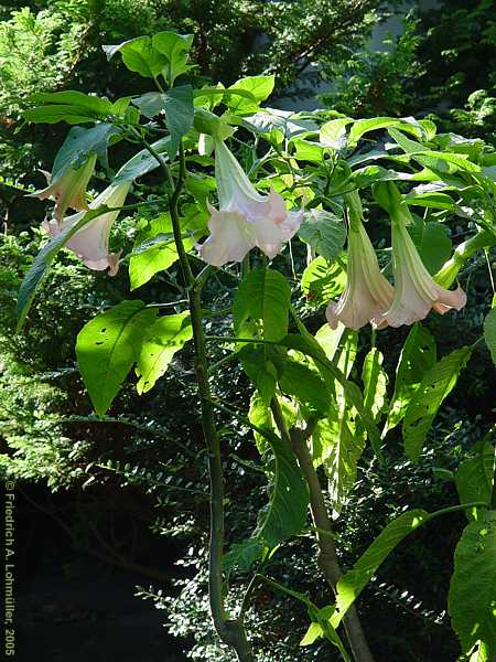 Brugmansia x candida