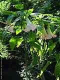 Brugmansia x candida