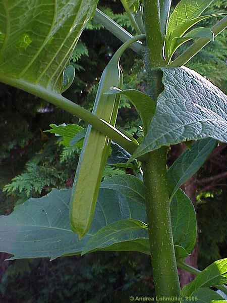 Brugmansia x candida