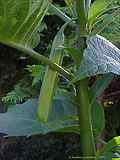 Brugmansia x candida