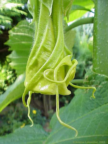 Brugmansia x candida