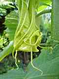 Brugmansia x candida