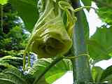 Brugmansia x candida