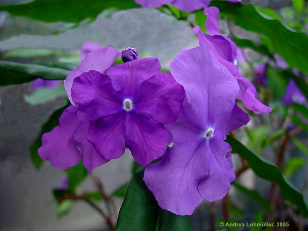 Brunfelsia pauciflora