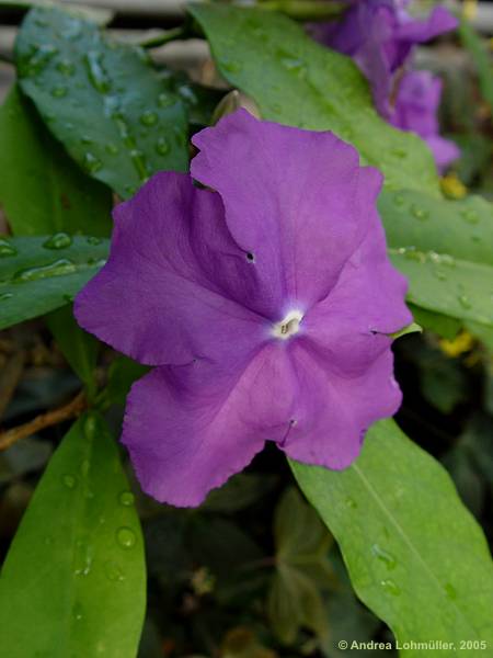 Brunfelsia pauciflora