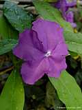 Brunfelsia pauciflora