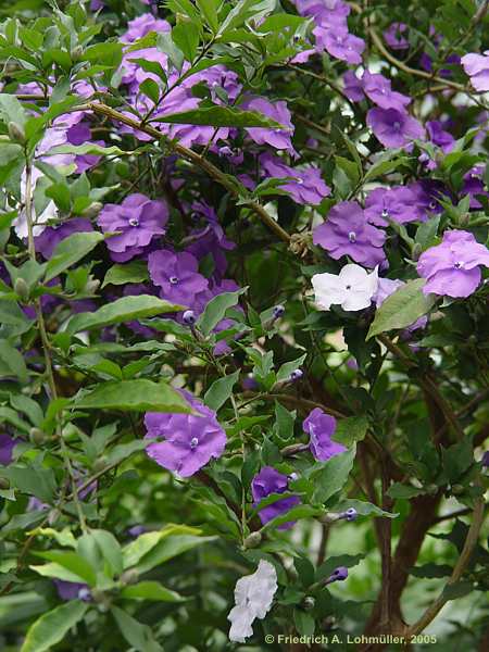 Brunfelsia pauciflora