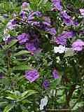 Brunfelsia pauciflora