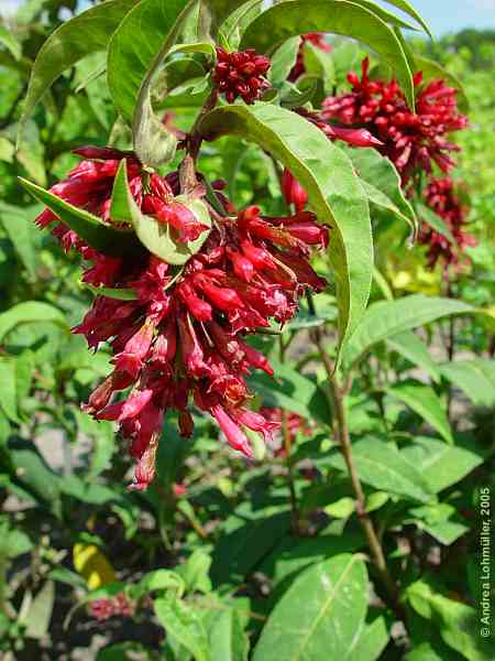 Cestrum elegans