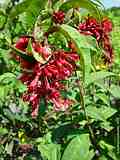 Cestrum elegans