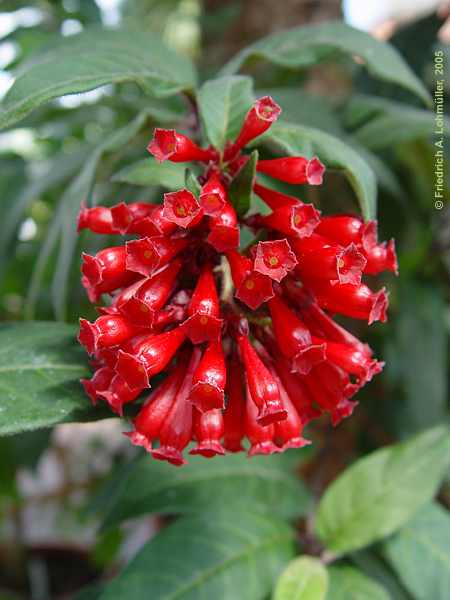 Cestrum elegans