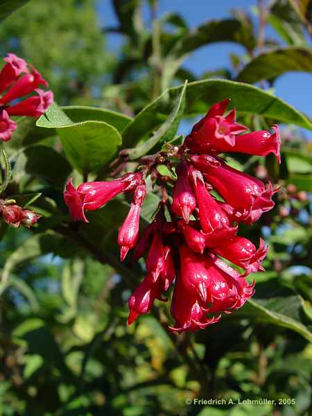 Cestrum elegans