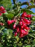 Cestrum elegans