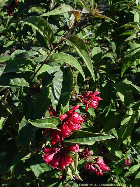 Cestrum elegans