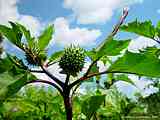 Datura quercifolia