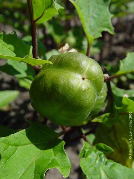 Datura quercifolia