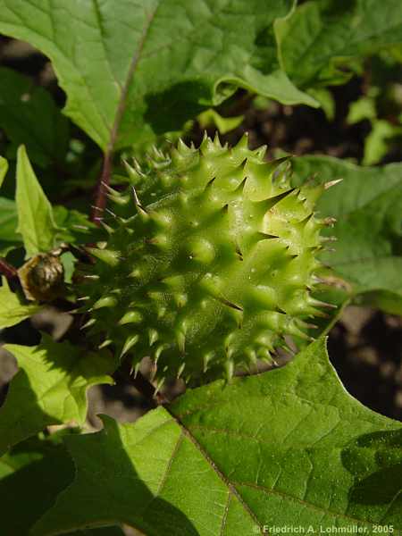 Datura quercifolia