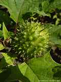 Datura quercifolia