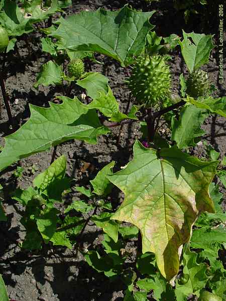 Datura quercifolia