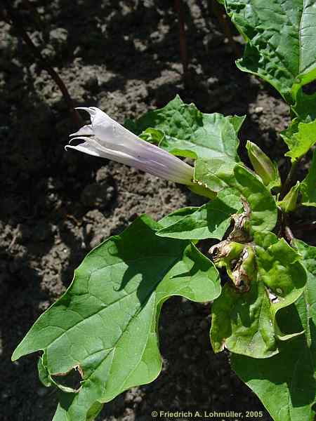 Datura quercifolia