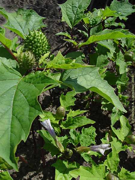 Datura quercifolia