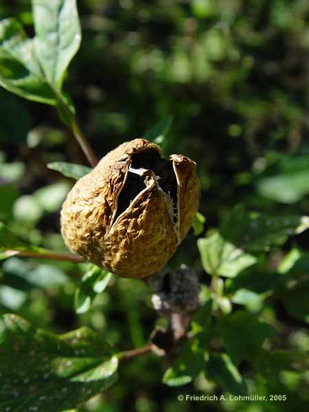 Datura quercifolia