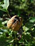 Datura quercifolia