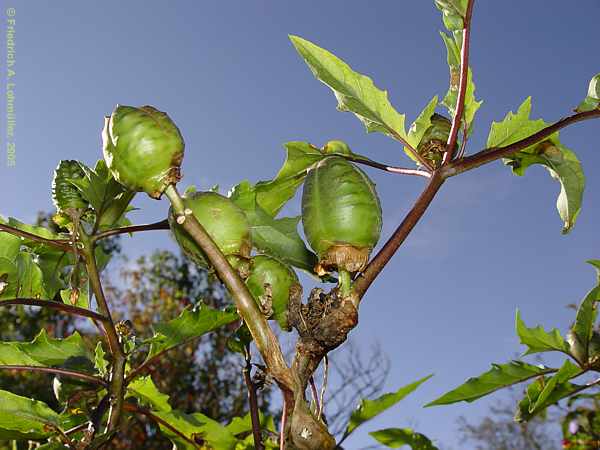 Datura quercifolia