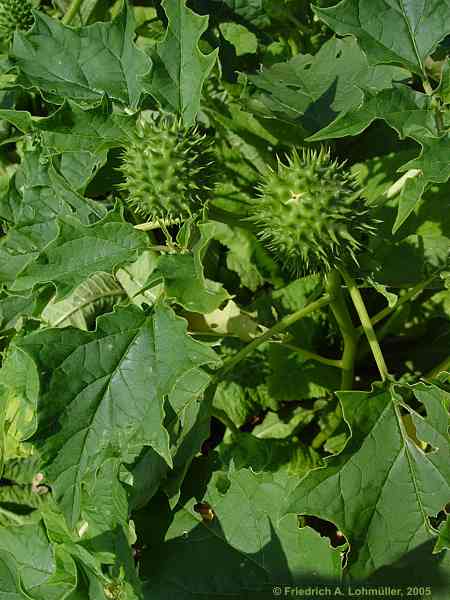 Datura stramonium var. stramonium