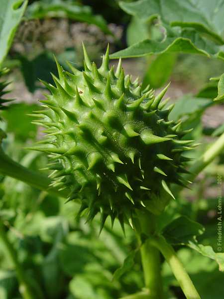 Datura stramonium var. stramonium