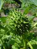 Datura stramonium