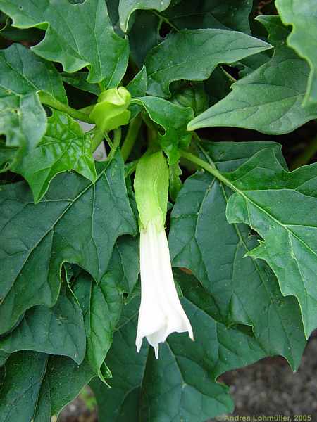 Datura stramonium var. inermis