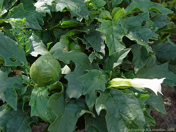 Datura stramonium var. inermis