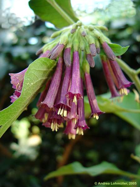 Iochroma coccineum