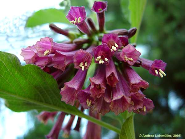 Iochroma coccineum