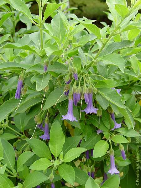 Iochroma cf. grandiflora